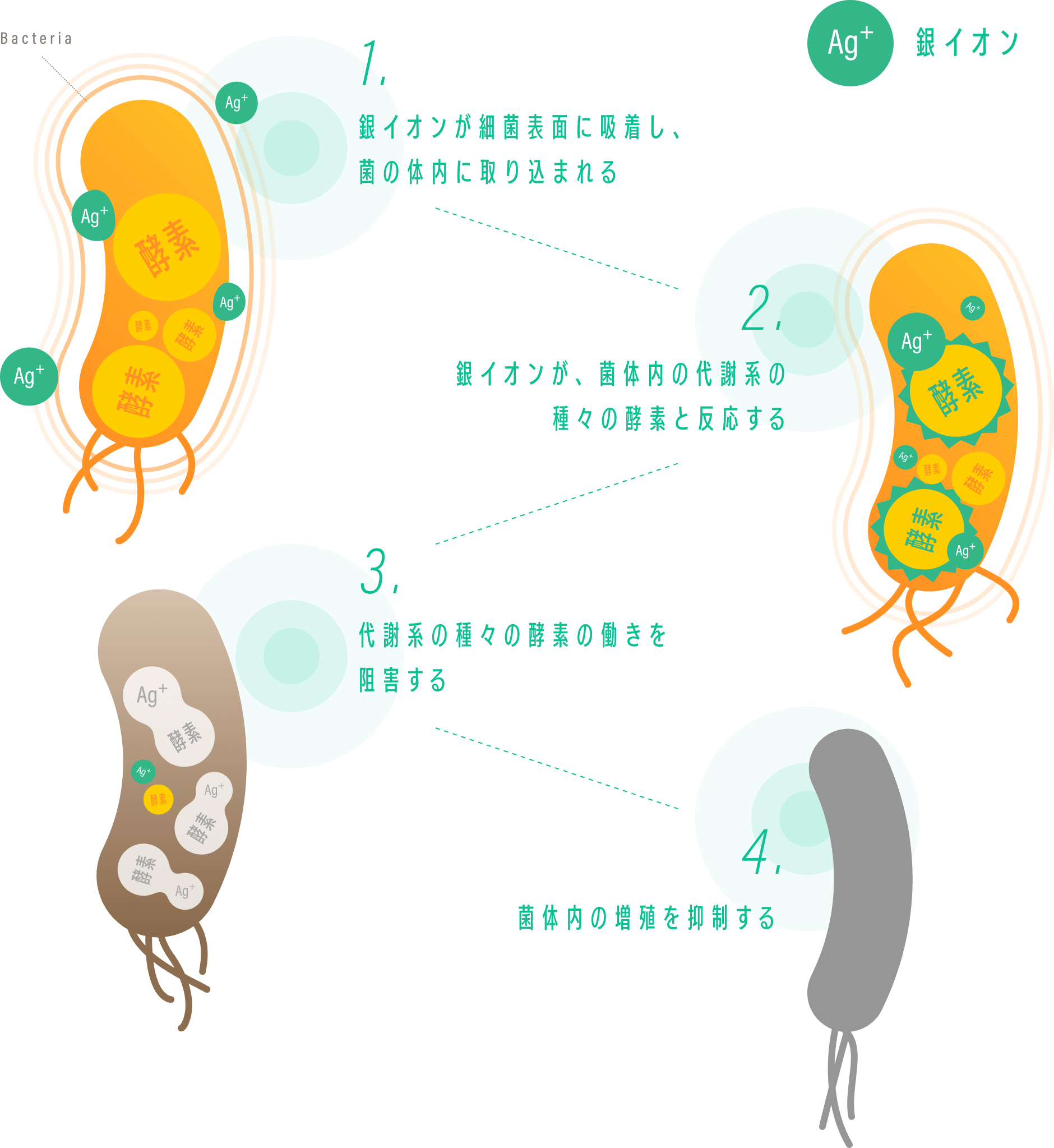 1.銀イオンが細菌表面に吸着し、菌の体内に取り込まれる 2.銀イオンが、菌体内の代謝系の種々の酵素と反応する 3.代謝系の種々の酵素の働きを阻害する 4.菌体内の増殖を抑制する