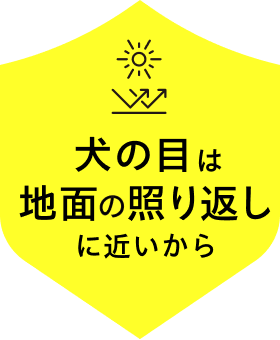 犬の目は地面の照り返しに近いから