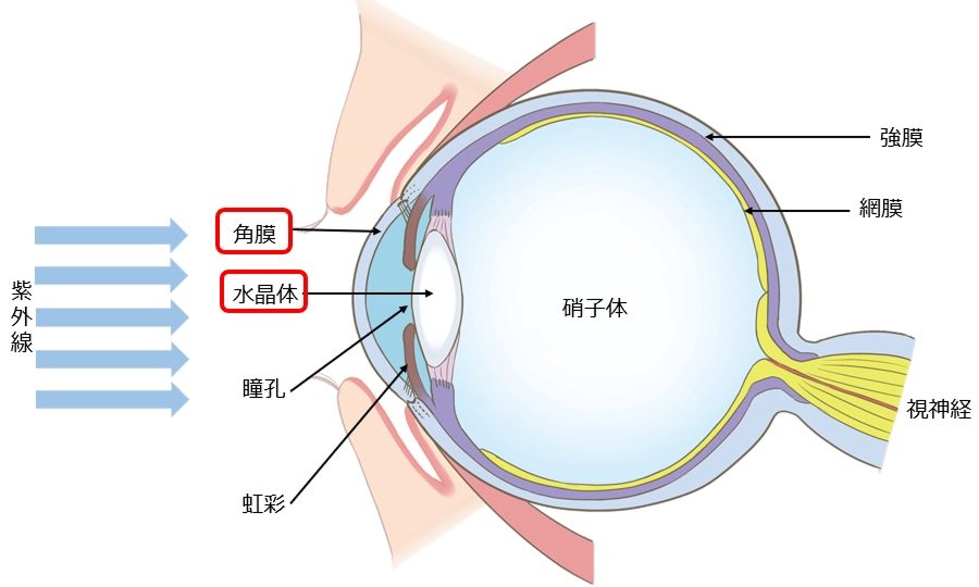 画像：目の断面図。左側から「紫外線」を示す青い矢印が注いでおり、その紫外線を受ける組織として「角膜」と「水晶体」の2つの名称が赤い太枠で強調されている。